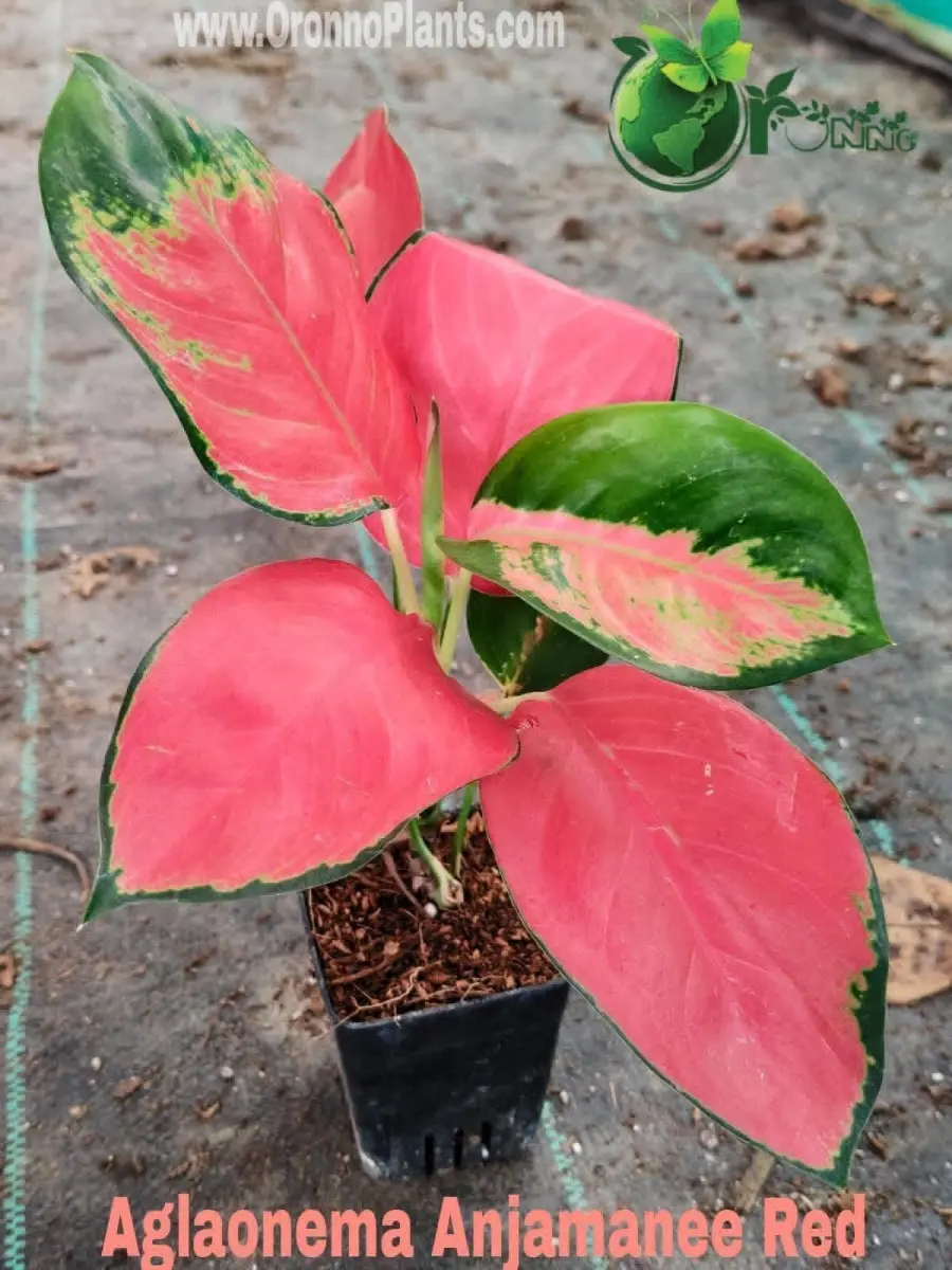 Aglaonema Anjamanee Red - Indoor Plants for Home & Garden - Oronno Plants Bangladesh