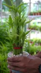 Lucky Bamboo - Indoor Plants for Home & Garden - Oronno Plants Bangladesh - gallery view 1