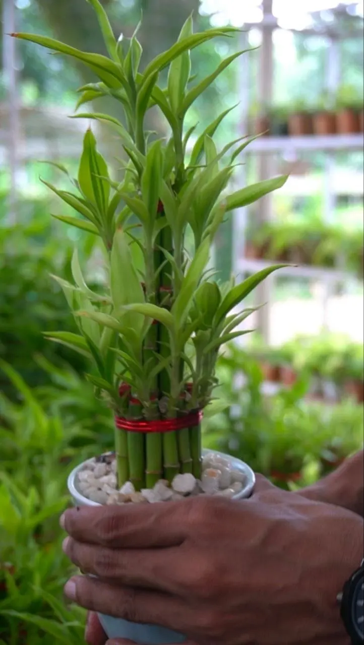 Lucky Bamboo - Indoor Plants for Home & Garden - Oronno Plants Bangladesh