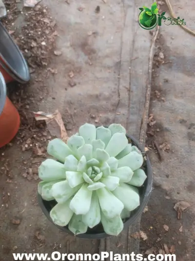 Echeveria Succulent - Indoor Plants for Home & Garden - ৳400 in Bangladesh
