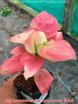 Aglaonema Auspicious Red - Indoor Plants for Home & Garden - Oronno Plants Bangladesh - gallery view 1