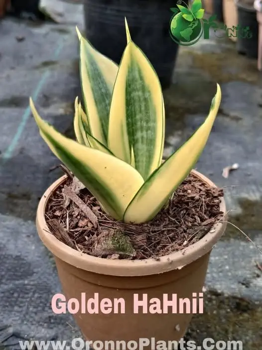 Golden Hahnii - Indoor Plants for Home & Garden - Oronno Plants Bangladesh