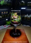 The Emerald Chalice Terrarium - Tarrium for Home & Garden - Oronno Plants Bangladesh - gallery view 1