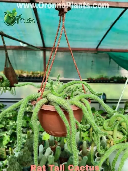 Rat Tail Cactus - Indoor Plants for Home & Garden - Oronno Plants Bangladesh
