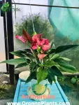 Anthurium - Indoor Plants for Home & Garden - Oronno Plants Bangladesh - gallery view 1