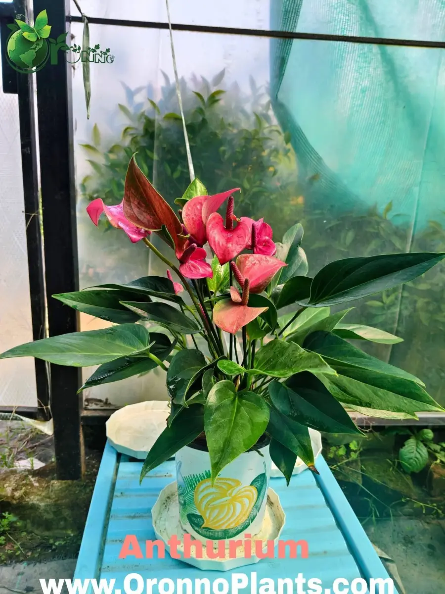 Anthurium - Indoor Plants for Home & Garden - Oronno Plants Bangladesh
