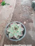 Echeveria Rosette Succulent - Indoor Plants for Home & Garden - Oronno Plants Bangladesh - gallery view 1