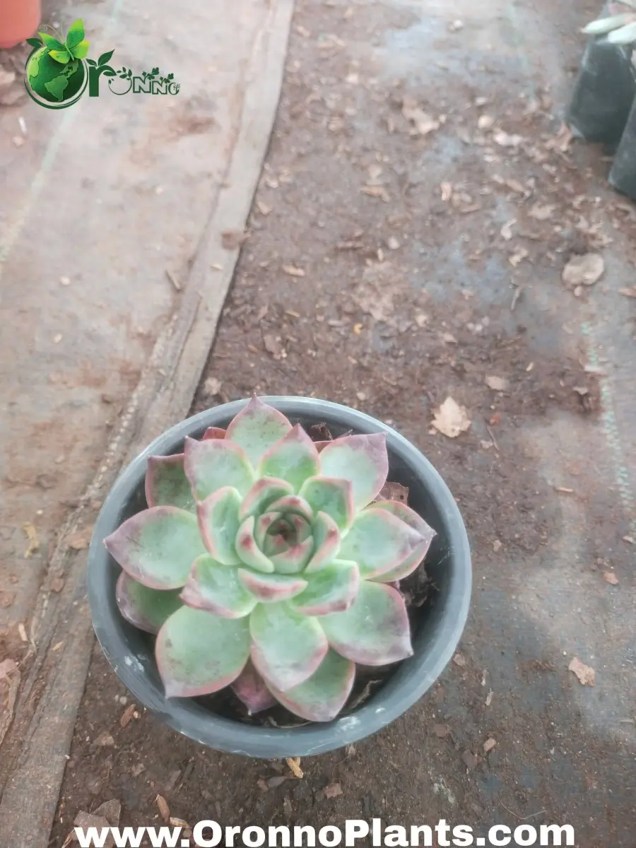 Echeveria Rosette Succulent - Indoor Plants for Home & Garden - Oronno Plants Bangladesh