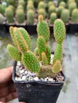 Bunny Ears Cactus - Indoor Plants for Home & Garden - Oronno Plants Bangladesh - gallery view 1