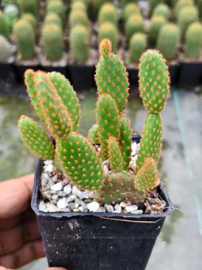 Bunny Ears Cactus - Indoor Plants for Home & Garden - ৳350 in Bangladesh