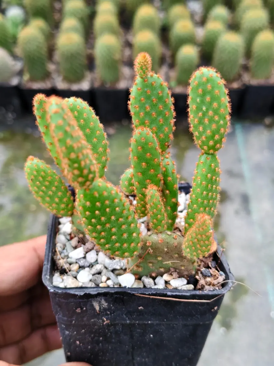 Bunny Ears Cactus - Indoor Plants for Home & Garden - Oronno Plants Bangladesh