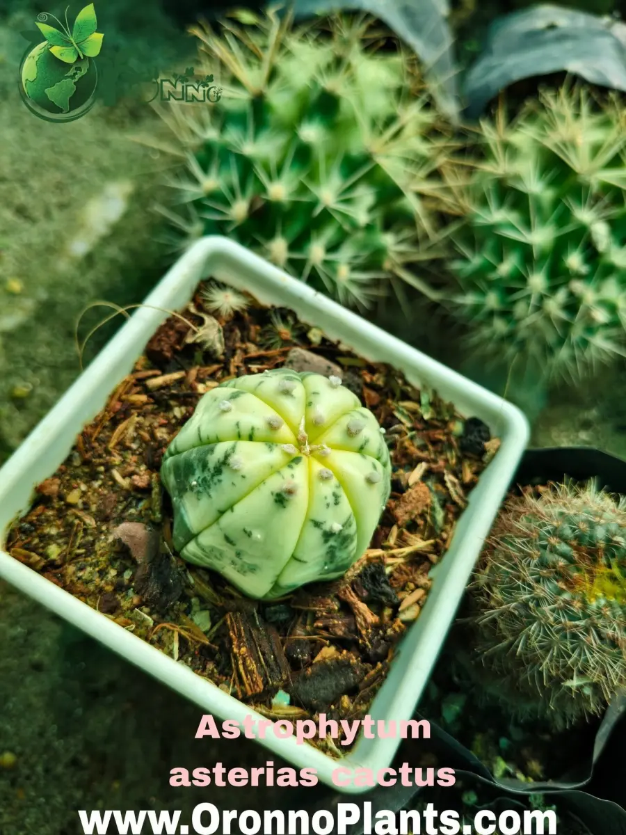Astrophytum asterias Cactus - Indoor Plants for Home & Garden - Oronno Plants Bangladesh