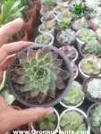 Echeveria succulent - Indoor Plants for Home & Garden - Oronno Plants Bangladesh - gallery view 1