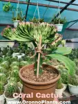 Coral Cactus - Indoor Plants for Home & Garden - Oronno Plants Bangladesh - gallery view 1
