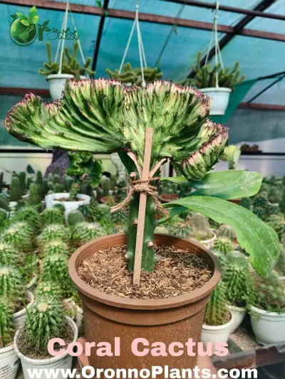 Coral Cactus - Indoor Plants for Home & Garden - ৳1,550 in Bangladesh