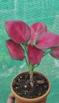 Aglaonema Pink Valentine - Indoor Plants for Home & Garden - Oronno Plants Bangladesh - gallery view 1