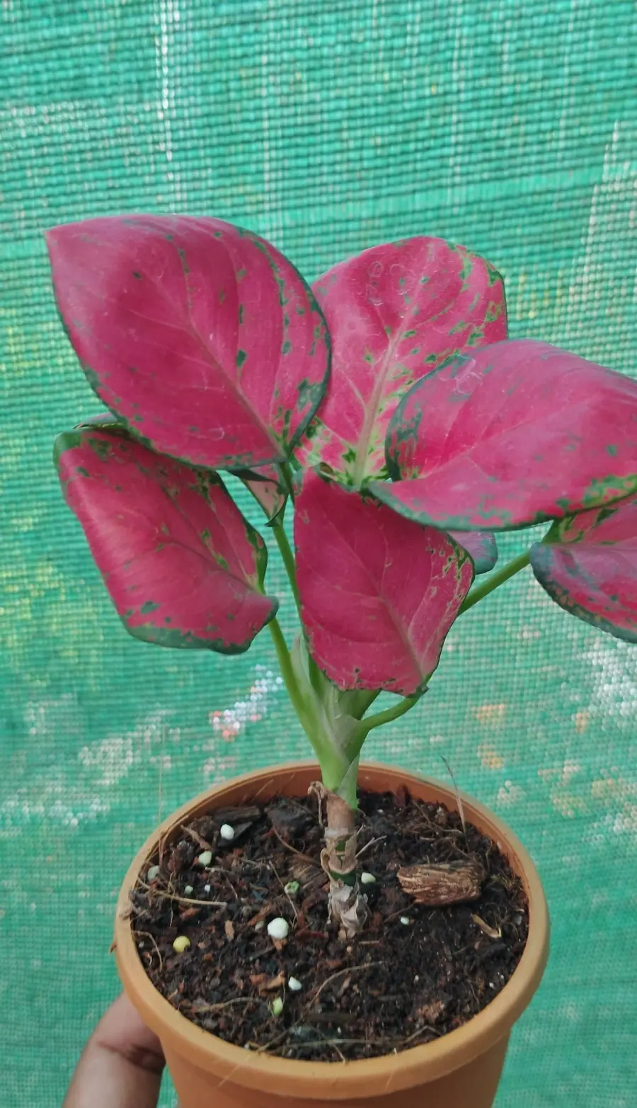 Aglaonema Pink Valentine - Indoor Plants for Home & Garden - Oronno Plants Bangladesh