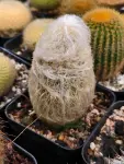 woolly Peruvian cactus - Indoor Plants for Home & Garden - Oronno Plants Bangladesh - gallery view 1