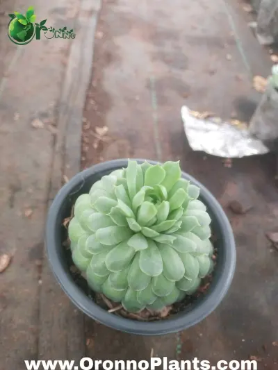 Succulent - Indoor Plants for Home & Garden - ৳400 in Bangladesh
