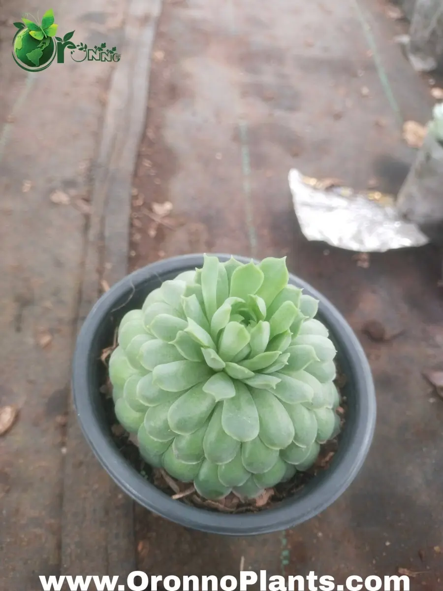 Succulent - Indoor Plants for Home & Garden - Oronno Plants Bangladesh