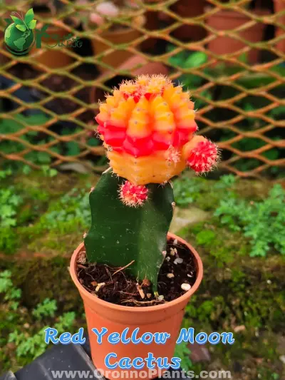 Red Yellow MOON Cactus - Indoor Plants for Home & Garden - ৳550 in Bangladesh
