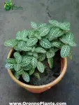 Fittonia - Indoor Plants for Home & Garden - Oronno Plants Bangladesh - gallery view 1