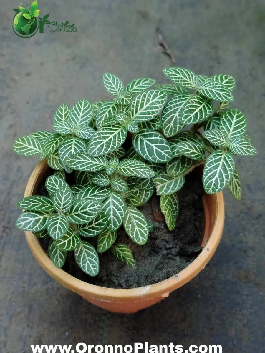 Fittonia - Indoor Plants for Home & Garden - Oronno Plants Bangladesh