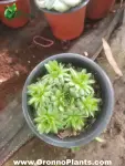 Sempervivum succulent - Indoor Plants for Home & Garden - Oronno Plants Bangladesh - gallery view 1