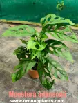 Monstera Adansonii - Indoor Plants for Home & Garden - Oronno Plants Bangladesh - gallery view 1