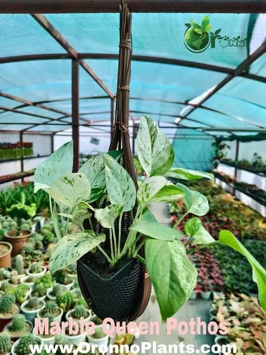 Marble Queen Pothos - Indoor Plants for Home & Garden - Oronno Plants Bangladesh