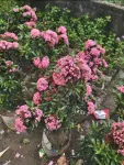 Pink Ixora Plant (গোলাপি রঙ্গন ফুল) - Outdoor Plants for Home & Garden - Oronno Plants Bangladesh - gallery view 2