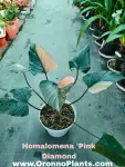 Homalomena Pink Diamond - Indoor Plants for Home & Garden - Oronno Plants Bangladesh - gallery view 2