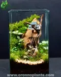 Storybook Cottage Terrarium - Tarrium for Home & Garden - Oronno Plants Bangladesh - gallery view 1