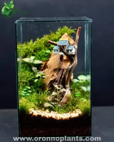 Storybook Cottage Terrarium - Tarrium for Home & Garden - ৳7,000 in Bangladesh