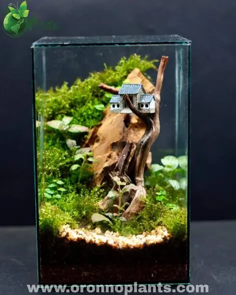 Storybook Cottage Terrarium - Tarrium for Home & Garden - Oronno Plants Bangladesh