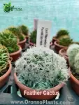 Feather Cactus - Indoor Plants for Home & Garden - Oronno Plants Bangladesh - gallery view 1