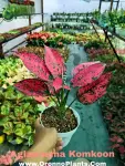Aglaonema KOMKOON - Indoor Plants for Home & Garden - Oronno Plants Bangladesh - gallery view 1
