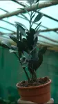 Raven ZZ plant - Indoor Plants for Home & Garden - Oronno Plants Bangladesh - gallery view 2