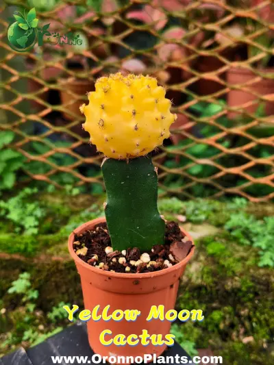 Yellow MOON Cactus - Indoor Plants for Home & Garden - ৳500 in Bangladesh