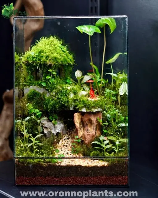 Temple of Serenity Terrarium - Tarrium for Home & Garden - Oronno Plants Bangladesh