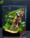 Storybook Cottage Terrarium - Tarrium for Home & Garden - Oronno Plants Bangladesh - gallery view 2