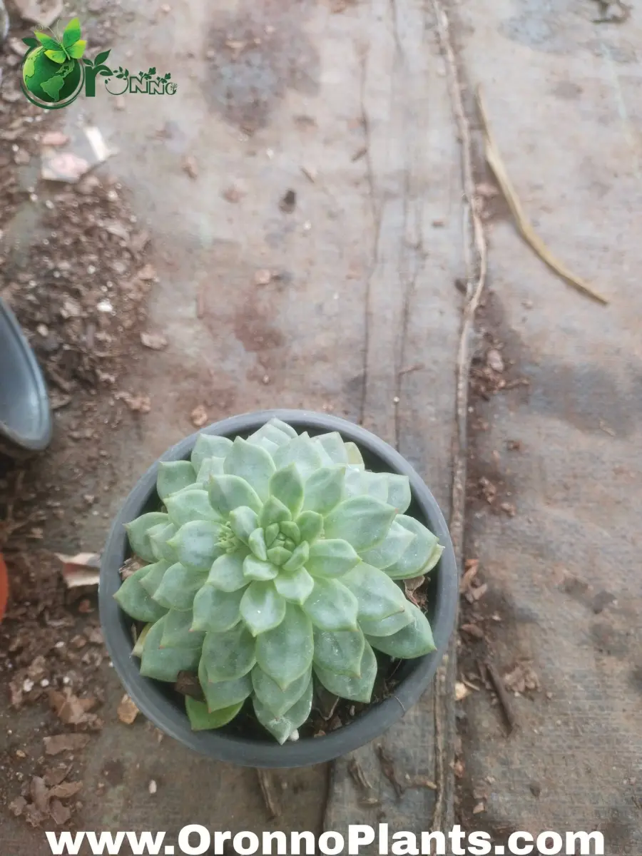 Succulent - Indoor Plants for Home & Garden - Oronno Plants Bangladesh