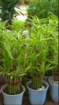 Lucky Bamboo - Indoor Plants for Home & Garden - Oronno Plants Bangladesh - gallery view 3