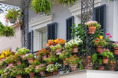 Best Balcony Plants for Bangladesh