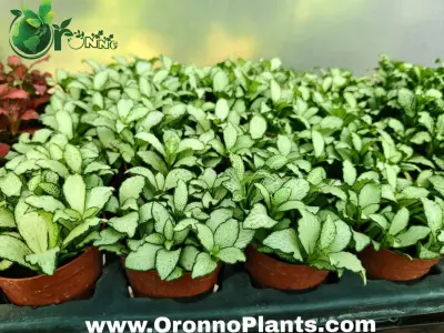 Fittonia - Indoor Plants for Home & Garden - ৳700 in Bangladesh
