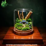 Green Gables Terrarium - Tarrium for Home & Garden - Oronno Plants Bangladesh - gallery view 1