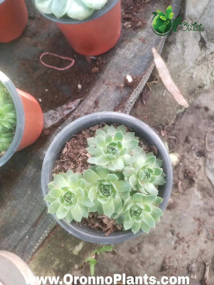Sempervivum Succulent Plant - Indoor Plants for Home & Garden - Oronno Plants Bangladesh