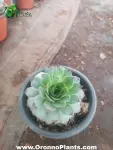 Succulent - Indoor Plants for Home & Garden - Oronno Plants Bangladesh - gallery view 1