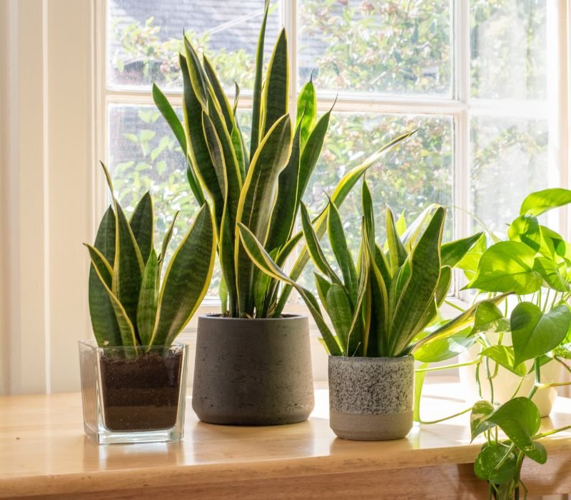 Best Air Purifying Plants for Home & Office