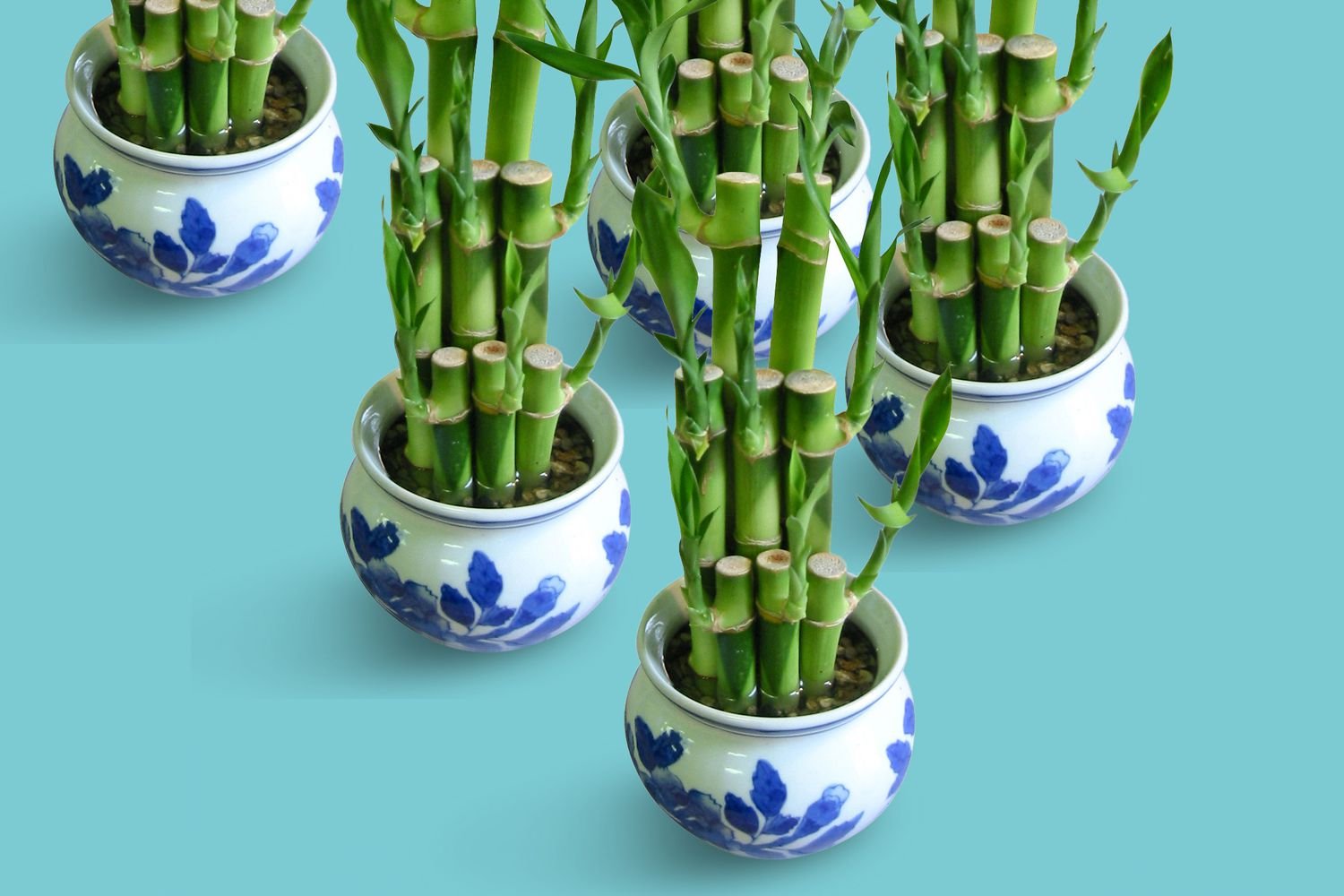 Complete Lucky Bamboo Care Guide